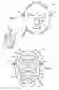 Fig. 02 - Phototherapy mask with quantum dot phosphors