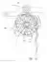 Fig. 16 - DISTRIBUTION OF COINS IN BAGS