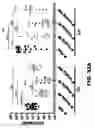 Fig. 49 - Compounds and methods for treating bacterial infections