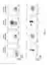 Fig. 05 - Method and Compositions for Inducing Differentiation of Myeloid Derived Suppressor Cell to Treat Cancer and Infectious Diseases