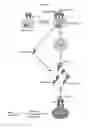 Fig. 02 - RAPID CLEARANCE OF ANTIGEN COMPLEXES USING NOVEL ANTIBODIES