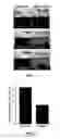 Fig. 02 - COMPOSITIONS AND METHODS FOR COLLECTING ALGAE