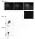 Fig. 06 - Method for generation of a cell composition of mesencephalic dopaminergic progenitor cells