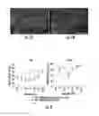 Fig. 07 - Method for efficient delivery of therapeutic molecules in vitro and in vivo