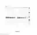 Fig. 09 - Recombinant fusion proteins and libraries from immune cell repertoires