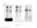 Fig. 04 - Single-molecule phenotype analysis