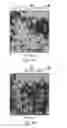 Fig. 07 - Single-molecule phenotype analysis
