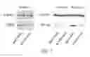 Fig. 02 - Methods, systems, and compositions for cell-derived/vesicle-based microRNA delivery