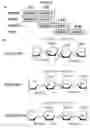 Fig. 02 - Methods of producing testosteronan polymers using testosteronan synthase