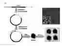 Fig. 02 - DNA SAMPLE PREPARATION AND SEQUENCING