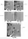 Fig. 10 - Automated imaging of chromophore labeled samples