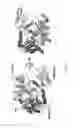 Fig. 07 - Crystal structures of human Torsin-A and methods of determining and using the same
