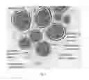 Fig. 02 - Quantitative structural assay of a nerve graft