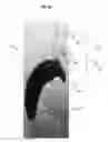 Fig. 09 - TAILPIECE FOR A STRING INSTRUMENT