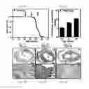Fig. 02 - METHODS FOR TREATING TISSUE DAMAGE ASSOCIATED WITH ISCHEMIA WITH APOLIPOPROTEIN D