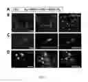 Fig. 02 - Multivalent fibronectin-integrin binding compositions and methods of use thereof