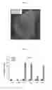 Fig. 02 - Method for producing cerebellar progenitor tissue