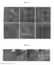 Fig. 04 - Method for producing cerebellar progenitor tissue