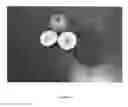 Fig. 07 - Franklin cider apple tree