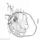 Fig. 28 - IMPROVED METHODS AND APPARATUS FOR CORTICAL STIMULATION MAPPING DURING SURGICAL PROCEDURES