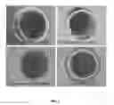 Fig. 02 - MEDIUM SUPPLEMENT TO INCREASE THE EFFICIENCY OF OOCYTE MATURATION AND EMBRYO CULTURE IN VITRO