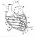 Fig. 01 - CARDIAC ASSISTANCE DEVICE