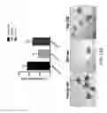 Fig. 49 - Compositions and methods for promoting intestinal stem cell and/or non-stem progenitor cell function