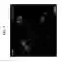 Fig. 06 - Pancreatic stem cells and uses thereof