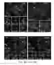 Fig. 13 - Pancreatic stem cells and uses thereof