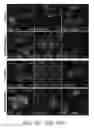 Fig. 23 - Pancreatic stem cells and uses thereof