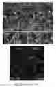 Fig. 24 - Pancreatic stem cells and uses thereof