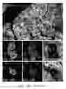 Fig. 26 - Pancreatic stem cells and uses thereof
