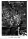Fig. 28 - Pancreatic stem cells and uses thereof
