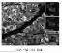 Fig. 30 - Pancreatic stem cells and uses thereof