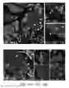 Fig. 31 - Pancreatic stem cells and uses thereof