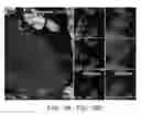 Fig. 32 - Pancreatic stem cells and uses thereof
