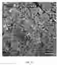 Fig. 33 - Pancreatic stem cells and uses thereof