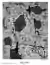 Fig. 34 - Pancreatic stem cells and uses thereof