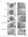 Fig. 08 - Virus-PCION complex having enhanced antitumor effect by using electromagnetic field
