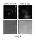 Fig. 07 - COMPOSITIONS AND METHODS FOR THE DELIVERY OF MOLECULES INTO LIVE CELLS