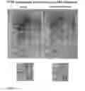 Fig. 09 - METHODS FOR REGULATING CELL MITOSIS BY INHIBITING SERINE/THREONINE PHOSPHATASE