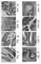 Fig. 02 - Ceramide Analogs