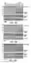 Fig. 09 - Ceramide Analogs