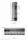 Fig. 02 - Modified colostrum protein and application thereof