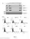 Fig. 08 - Antibody binding specifically to pre-S1 of hepatitis B virus and use of the antibody