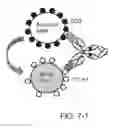Fig. 09 - T cell-redirected antigen-binding molecule for cells having immunosuppression function