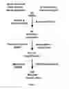 Fig. 02 - Differentiation of hepatocyte-like cells from stem cells