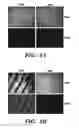 Fig. 06 - Ultrasound technology to control the spatial organization of cells and proteins in engineered tissues