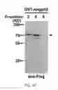 Fig. 08 - LILRB2 and notch-mediated expansion of hematopoietic precursor cells