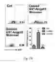 Fig. 09 - LILRB2 and notch-mediated expansion of hematopoietic precursor cells